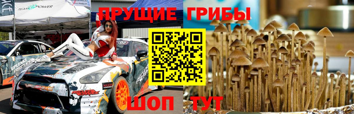 Псилоцибиновые грибы Cubensis  Вход с VPN  где купить наркоту  Мирный 